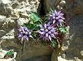 DSCN0307 (raponzolo di roccia